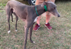  Polícia civil prende cinco envolvidos em corridas com cães galgo e apreende animais em Araranguá