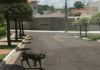 Três Pitbulls soltos aterrorizam pessoas em Sombrio