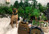 Polícia Militar apreende 295 pés de maconha e três armas de fogo