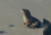 Meio Ambiente de Balneário Gaivota monitora filhote de lobo-marinho-sul-americano
