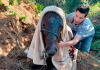 Bombeiros de Morro da Fumaça resgatam cavalo caído em vala