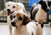 Araranguá realiza nova etapa do mutirão gratuito de castração de cães e gatos   