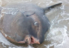 VÍDEO: pescadores encontram peixe-lua gigante no mar de SC