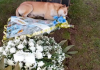 Cachorro acompanha cortejo e deita ao lado da sepultura do dono em SC