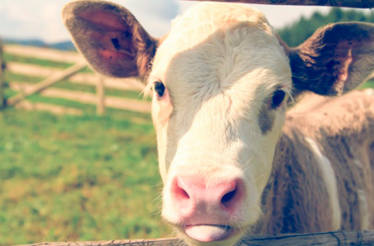 Verão mais quente pode afetar produção agropecuária