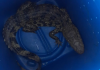 Jacaré é flagrado e capturado em SC 