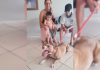 Família adota cachorra resgatada de maus tratos em Araranguá