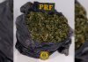 PRF apreende 1,3 kg de supermaconha na BR-101 em Paulo Lopes