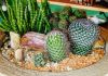 Natureza em miniatura da Art Soul em exposição neste final de semana 