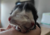 VÍDEO: Gato nasce com duas caras e impressiona moradores no Norte de SC