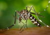 Arroio do Silva lança alerta após caso confirmado de dengue
