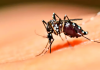 Casos de dengue no Brasil sobem 95% e SC está entre os Estados com mais mortes