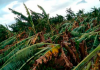 Ventania destrói plantações de bananas e produtores têm prejuízo