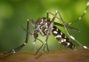 Dengue em SC: cuidados de prevenção devem ser mantidos mesmo no frio