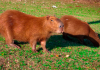 Capivaras chamam atenção as margens da ETA Lagoa da Serra