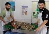 Araranguá terá castração de animais gratuita no próximo fim de semana