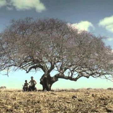 Cinemas mundiais: Filmes para valorizar o cinema brasileiro