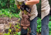 Guardas florestais se impressionam com sapo gigante de 2,7 kg, após parar por causa de cobra