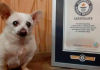 Aos 23 anos, conheça o Chihuahua eleito cachorro mais velho do mundo