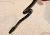 Inacreditável: criança acorda com mordida de cobra que estava enrolada no corpo e leva susto