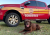 Corpo de Bombeiros da Região se despede da Mel, cão de busca aposentada em Araranguá