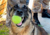 Morre cadela Flecha, após 11 anos de trabalho no K-9 da Polícia Militar