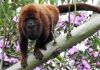 Urussanga: Macaco é encontrado morto e município fica em alerta