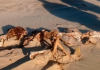 Ossada humana é encontrada na Praia da Caçamba em Balneário Arroio do Silva