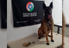 Coloninha: com auxílio de cão de faro, PM encontra drogas em terreno baldio