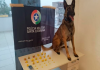 Com ajuda de cão farejador, PM apreende maconha, cocaína e crack em Araranguá