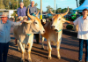 São João do Sul é reconhecida como Capital Catarinense do Carro de Boi