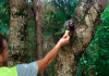 Conheça o morador do Parque Belinzoni