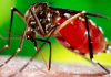Casos de dengue continuam aumentando em Santa Catarina