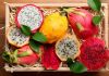 Terceiro Simpósio Brasileiro de Pitayas promove Inovação e Conhecimento na Agricultura