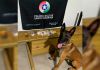 Cão policial localiza drogas entre entulhos de imóvel abandonado em Araranguá