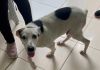Bem-Estar Animal de Araranguá divulgará animais para adoção