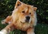 Araranguá: Homem que furtou cão da raça Chow Chow tem pena confirmada pelo Tribunal de Justiça