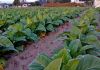 Declínio da área de tabaco na região de Araranguá