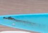 Visita inesperada, jacaré em piscina na cidade de Sambaqui SC