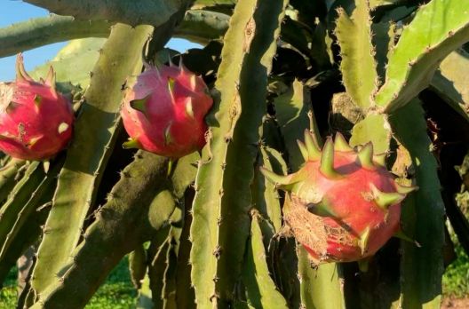 (VIDEO) Produção de pitayas em SC: sul representa 90% da área plantada do estado e espe...