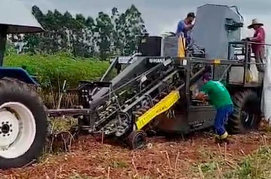 (VIDEO) Colheita da mandioca industrial: evento de abertura acontece nesta sexta-feira em ...