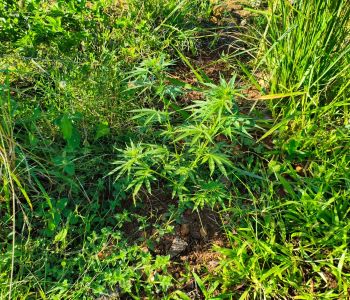 Polícia Civil encontra plantação de maconha e prende suspeito na cidade de Turvo
