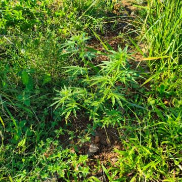 Polícia Civil encontra plantação de maconha e prende suspeito na cidade de Turvo