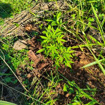 Polícia Civil encontra plantação de maconha e prende suspeito na cidade de Turvo