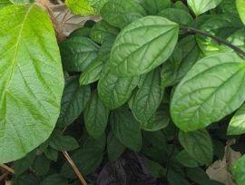 Investigação de esfaqueamento em Araranguá avança com apreensão de vestes