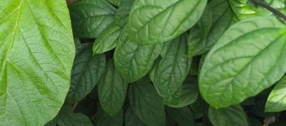 Investigação de esfaqueamento em Araranguá avança com a...