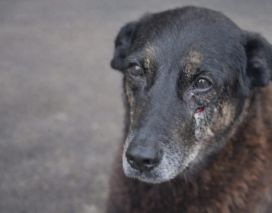 MPSC afasta agressão e afirma que adolescentes e cão Orelha não estiveram juntos na pra...