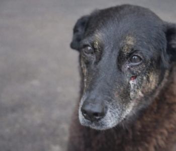 MPSC afasta agressão e afirma que adolescentes e cão Orelha não estiveram juntos na praia