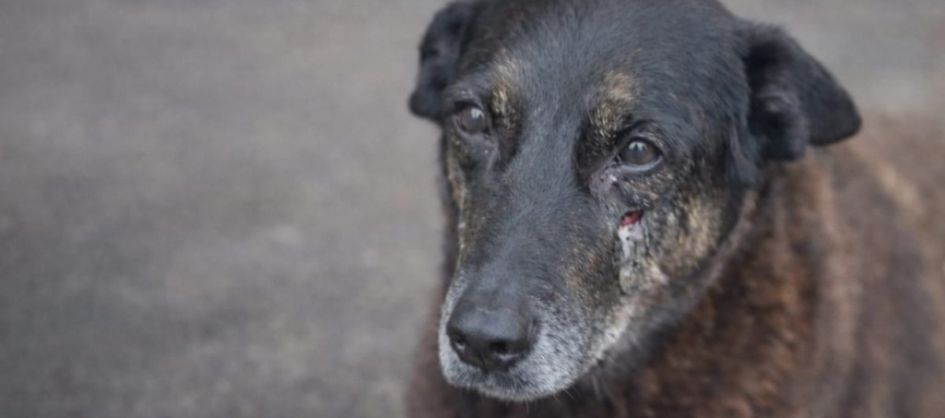 MPSC afasta agressão e afirma que adolescentes e cão Orel...