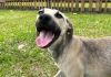 Nubea resgata 15 cães e animais aguardam adoção responsável em Criciúma